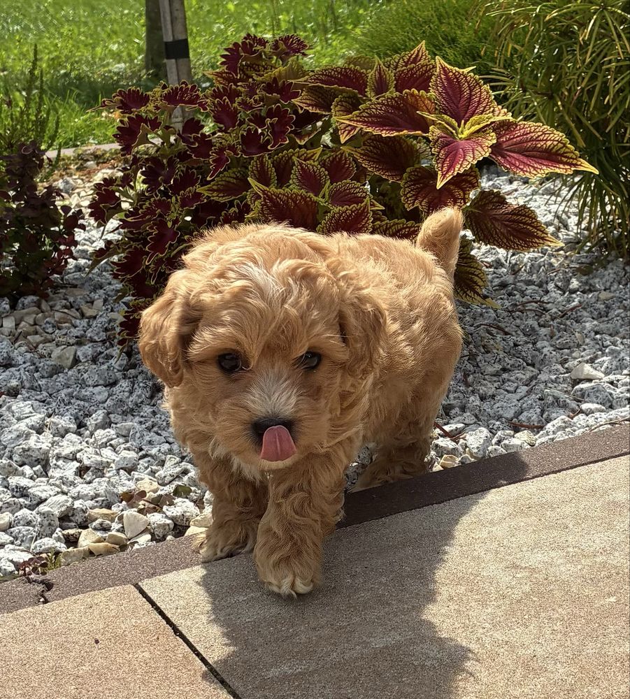 Maltipoo super piesek