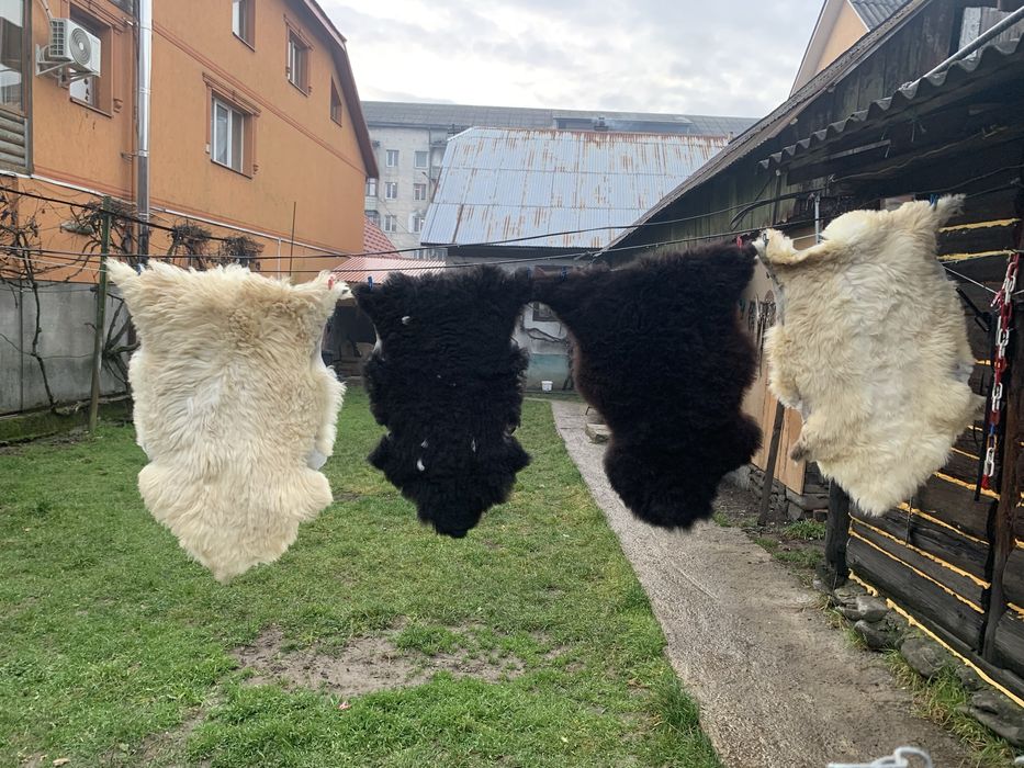 Шкурка овеча вичінена