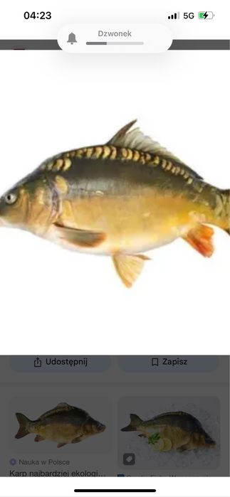 Karp         23 zl kg