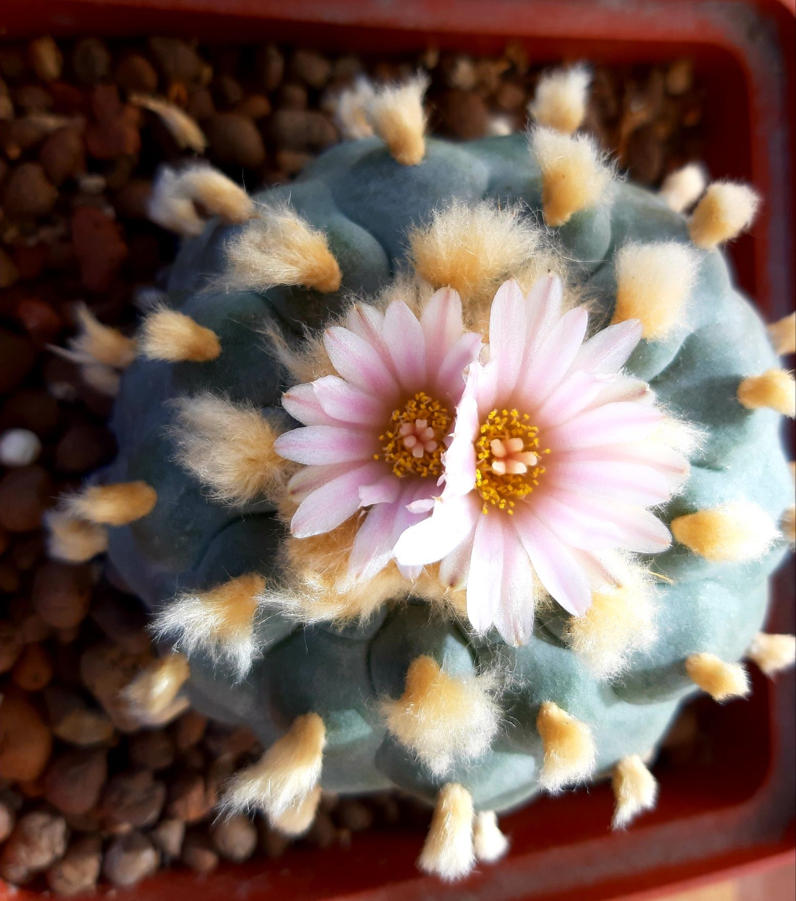 Лофофора -Lophophora williamsii- 4-5 років. Ц