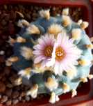 Лофофора -Lophophora williamsii- 5-7  років. Ц