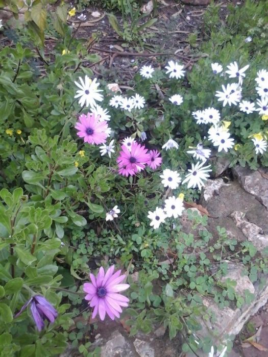 Jardineiro particular