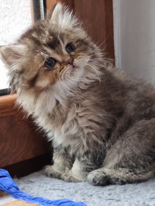 Kotek kotki Brytyjski Długowłosy