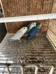Agapornis casal azul e branco