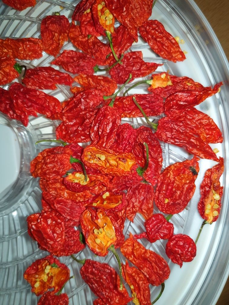 Pimenta Carolina Reaper desidratada