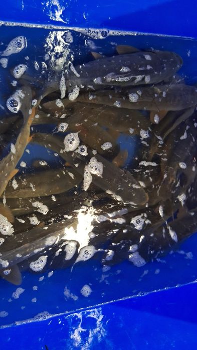 Karp, karpie, karp królewski