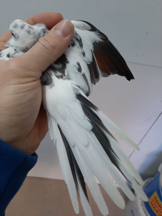 Gołąbki diamentowe szeki