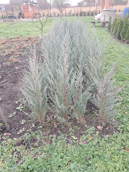 Туя смарагд, ялівець блу ероу