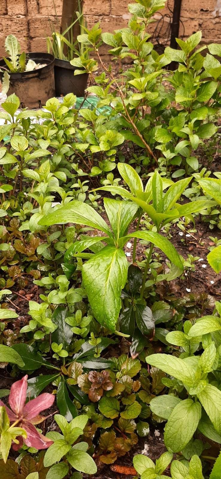 Продам кусты Морозника от 160 гр. за штуку