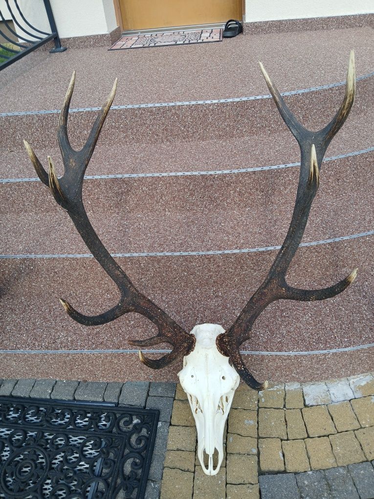 Trofea jelenia wieńce