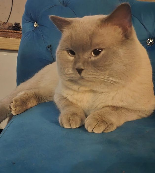 Kotky Brytyjskie Cudowna Kotka