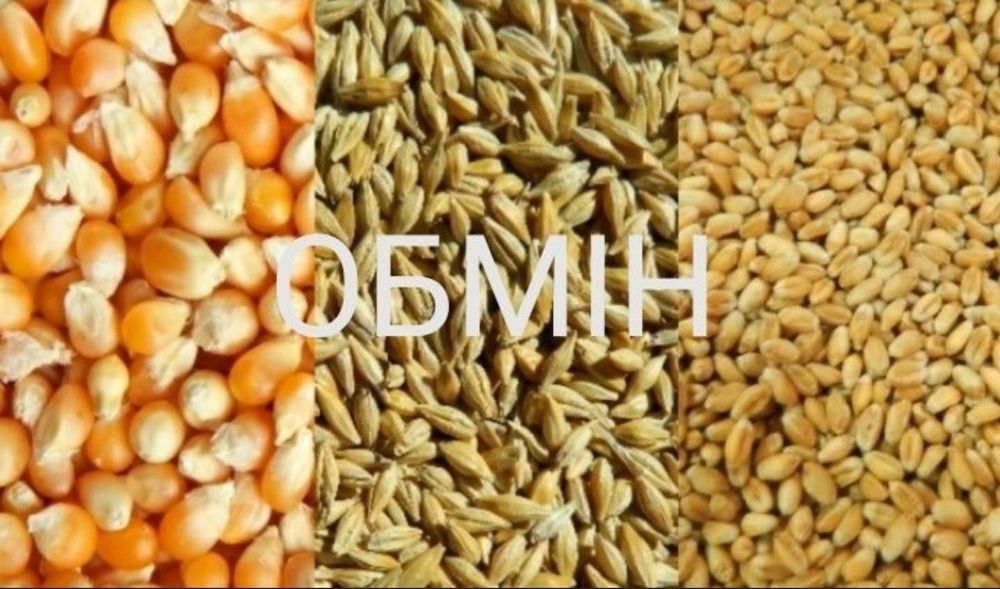 Продам  міняю пшеницю на кукурудзу