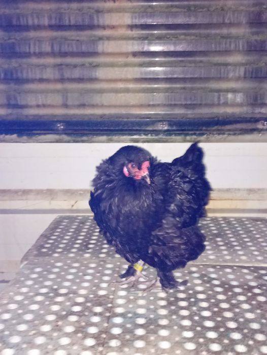 Galinha Brahma Bantam