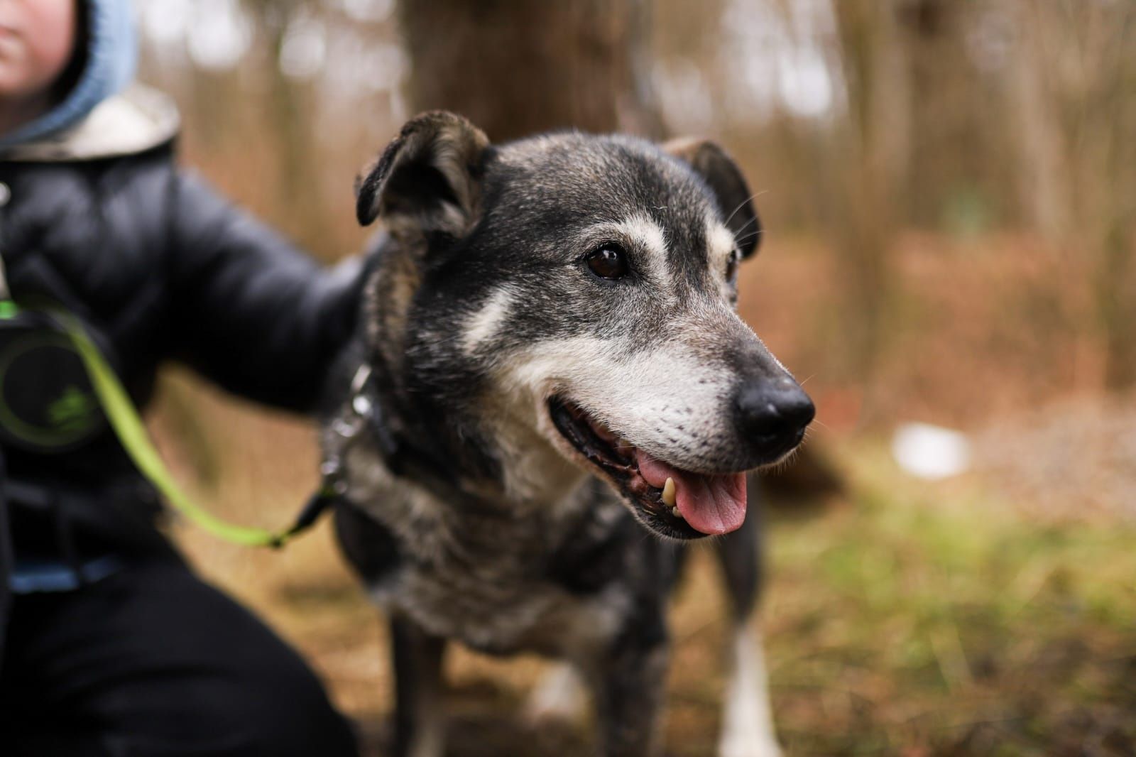 SILVER do adopcji!
