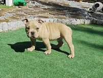 Piesek American bully z dokumentami