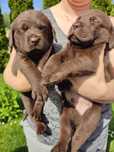 Szczeniak labrador retriever czekoladowy