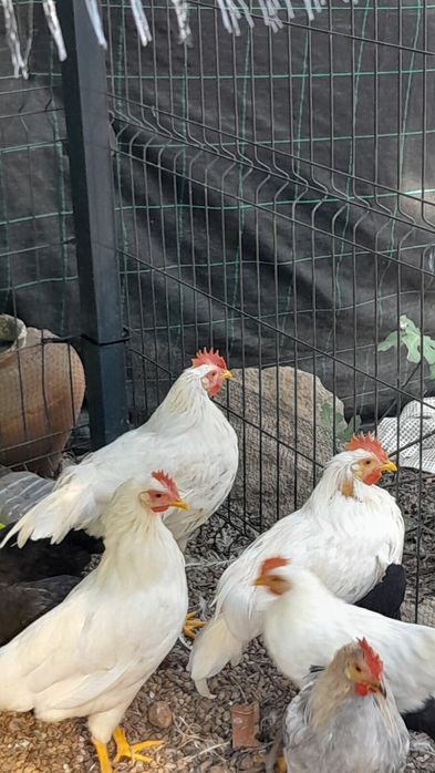 Frangos Leghorn branco