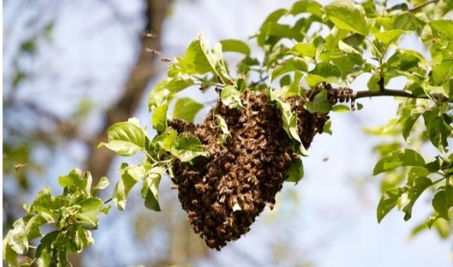Usuwanie roji pszczelich, pszczoły, rój