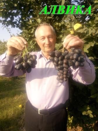 саженцы винограда