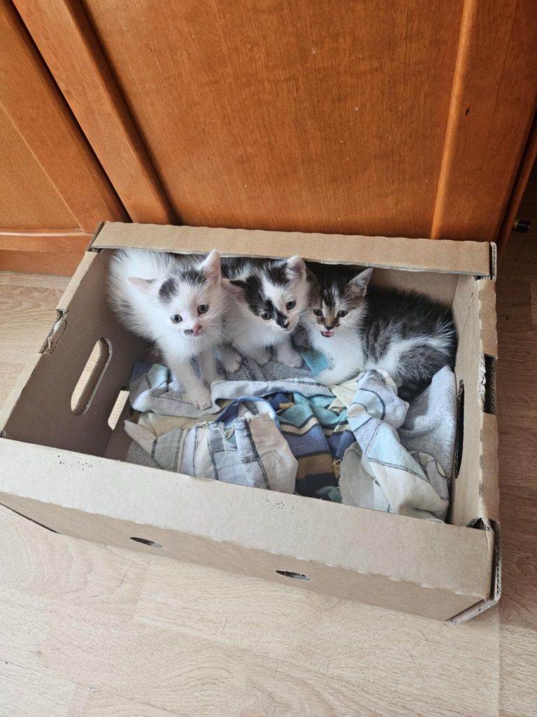 Kociaki. Słodkie chłopaki błagają o domy! Adopcja