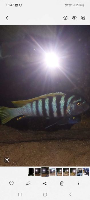 mlodzież pyszczaki Mbuna Malawi
