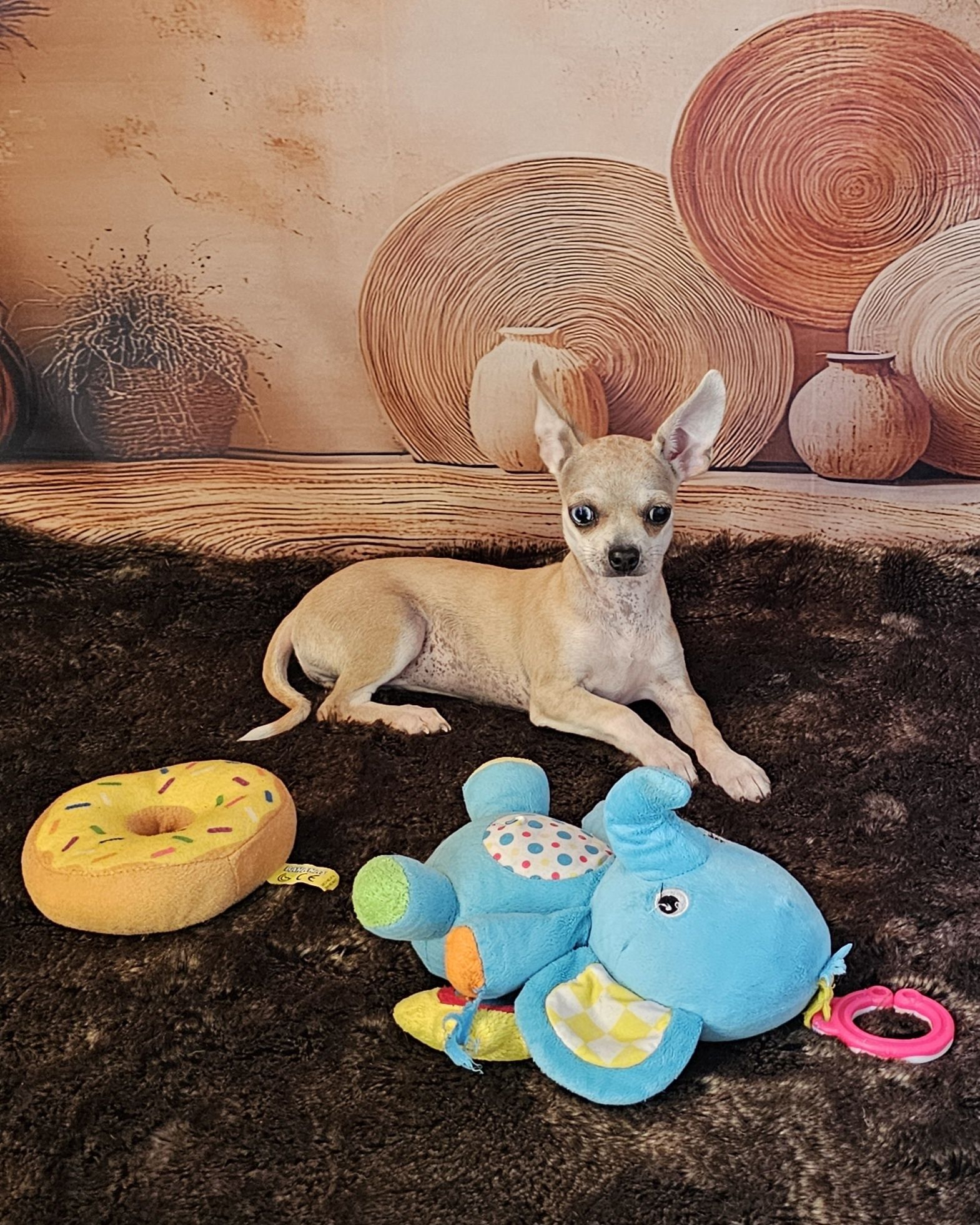 **Suczka red merle chihuahua **
