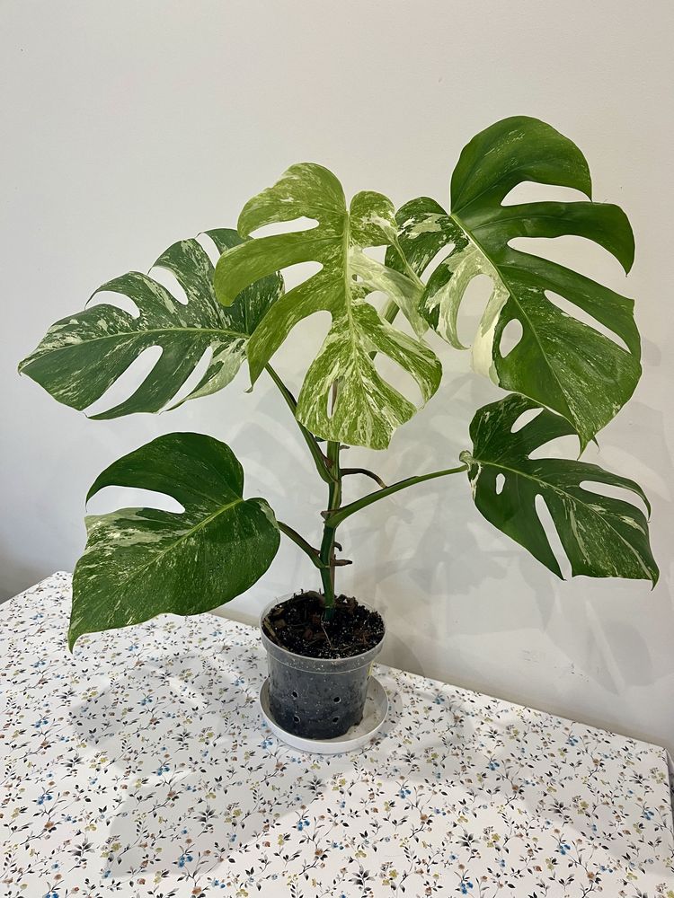 Monstera Deliciosa Variegata CAŁA roślina 60 cm