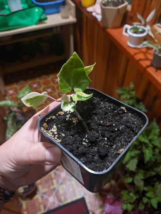 Плющ, хедера, традесканція