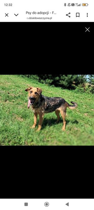 Frotka czeka na dom!