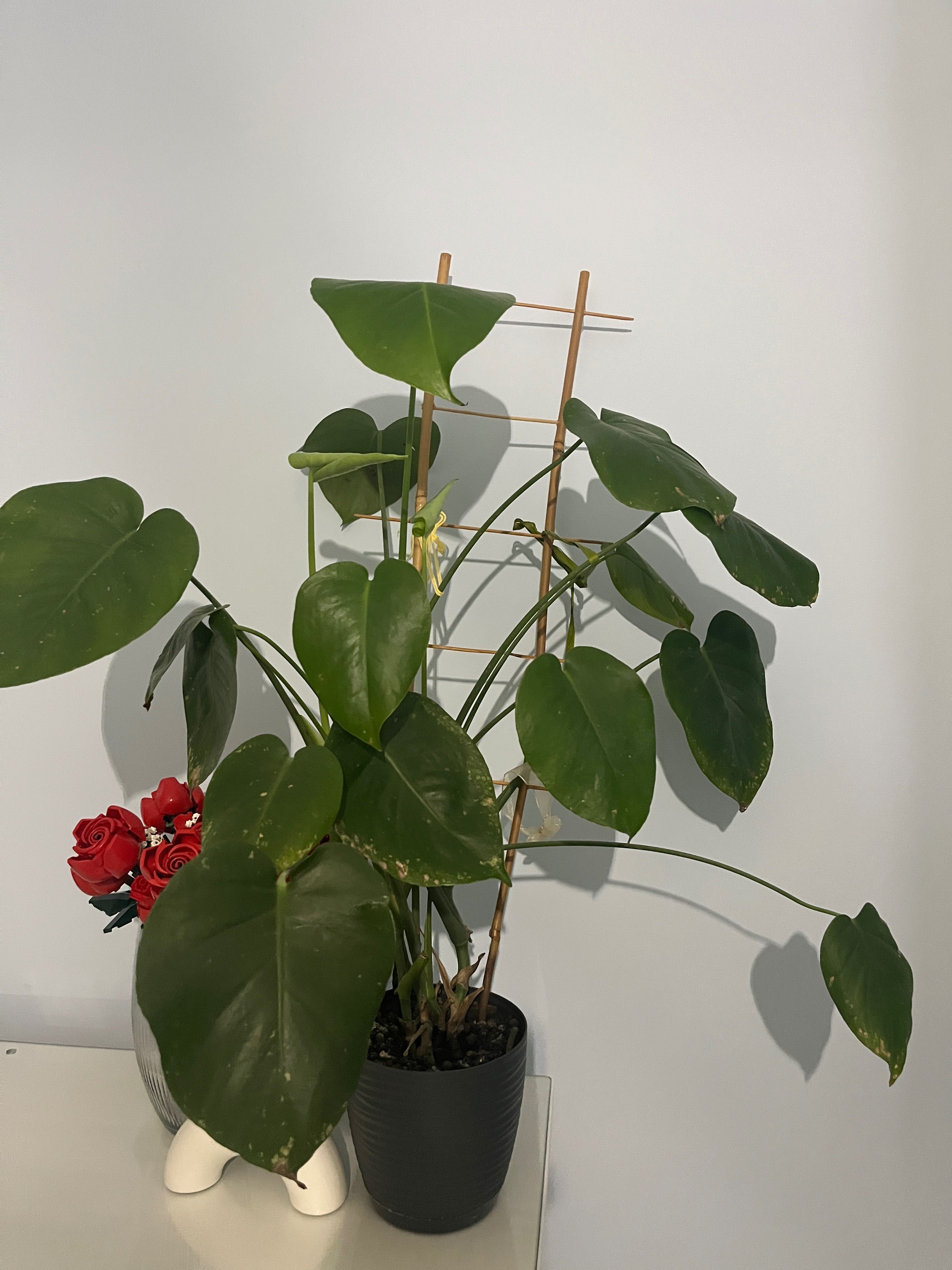 Roślinka Monstera
