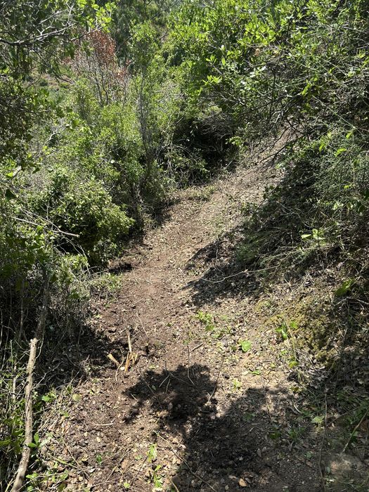 Limpeza terrenos, corte arvores, jardinagem ,trabalhos de maquina