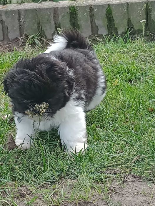 Piesek Shih Tzu gotowy na zmianę domu