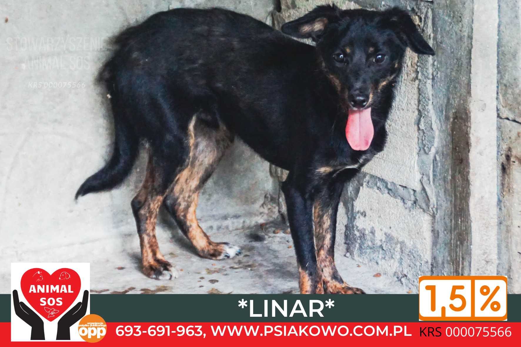 Maleńki Linar dlaczego gnije w schronisku? Daj dom!