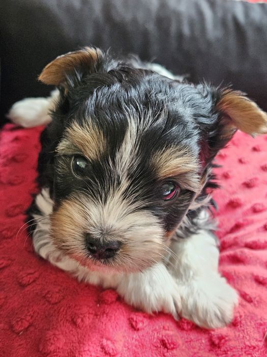 Biewer Yorkshire Terrier pies