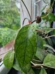Hoya sp. Bahoi cieta pendulec 1 lisc