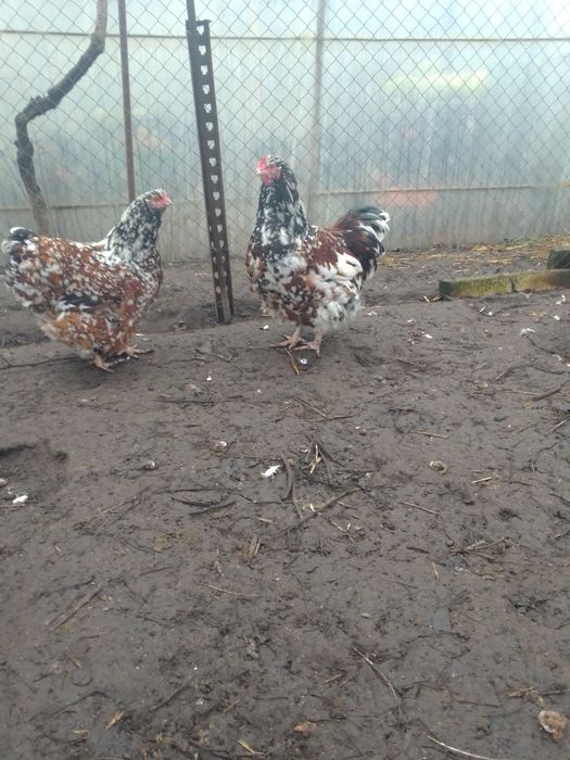 Продам сім'ю курей орпінгтон