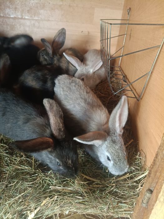 Króliki chodowlane młode