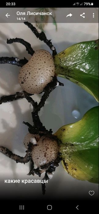 Замиокулькас Заміокулькас