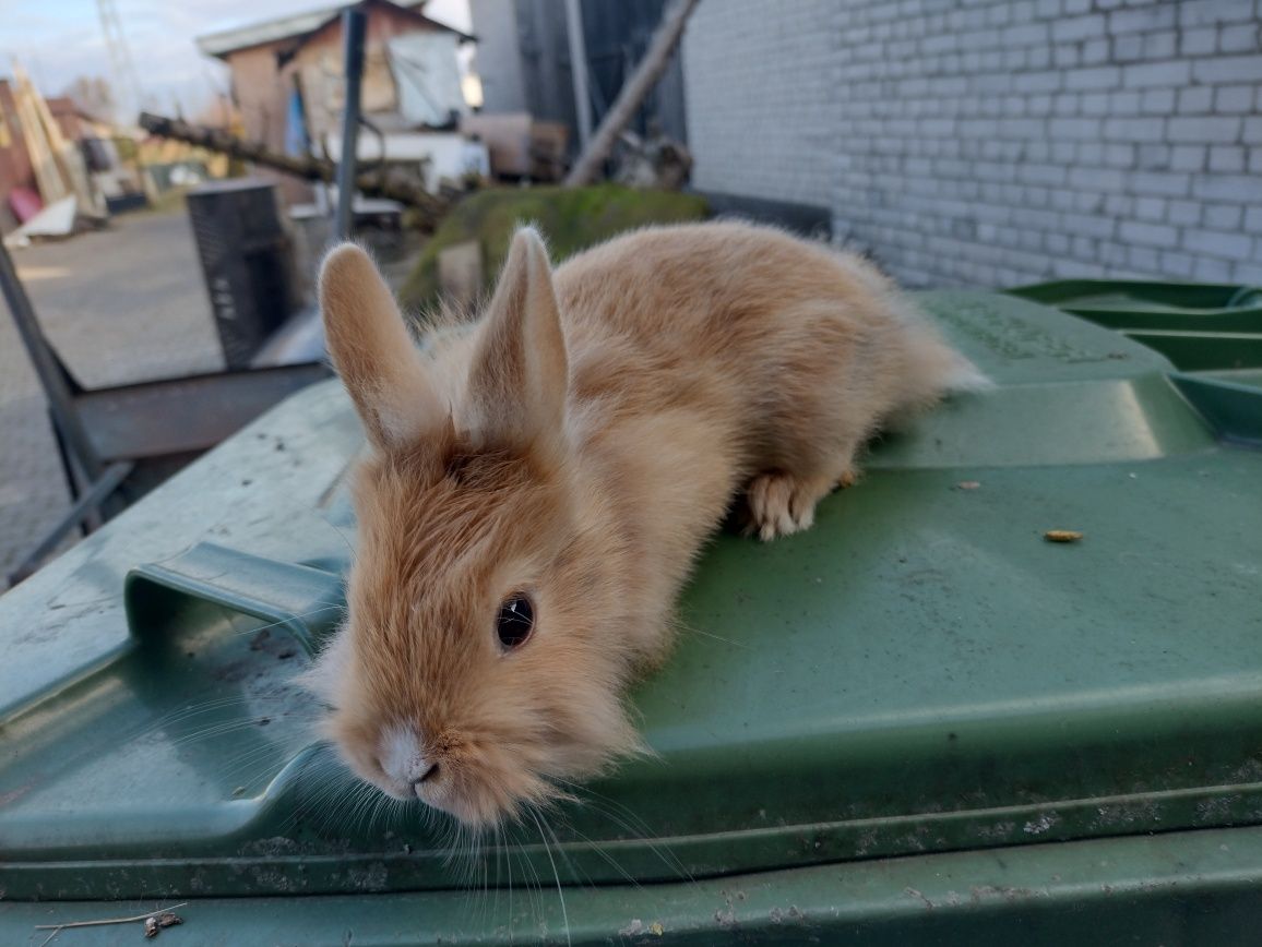 Miniaturki   Lewki młode króliki