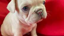 Bulldog Francês Fêmea Platinium. Olhos azuis. Um espetáculo!