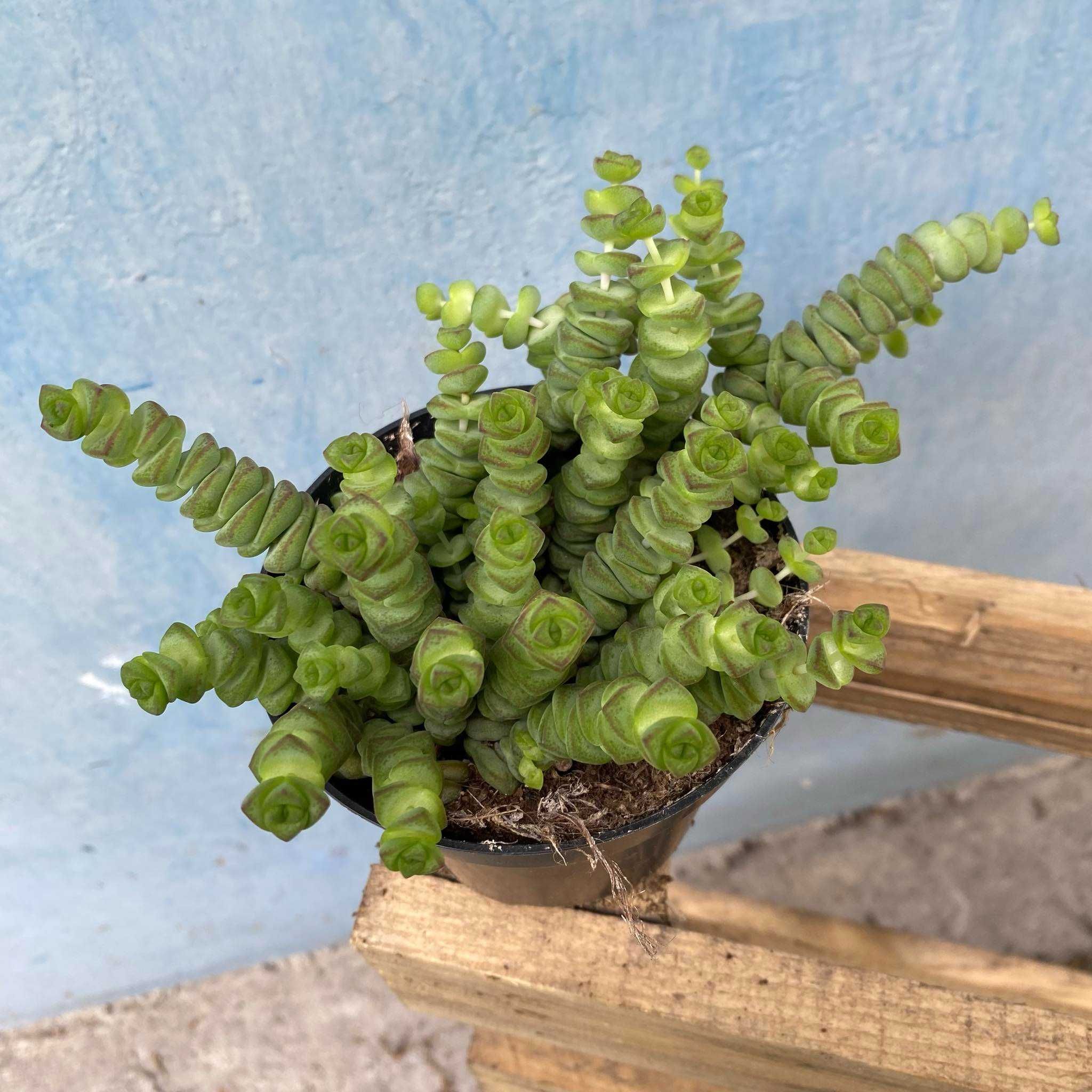 Crassula marnierana Hottentot