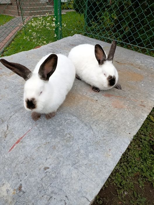 Królik kalifornijskie