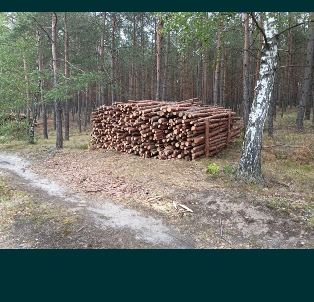 Drewno opałowe sosna
