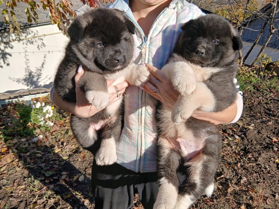 Американська акіта готові до замовлення