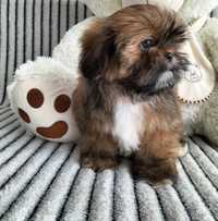 Shih tzu 9 tygodniowy śliczny piesek