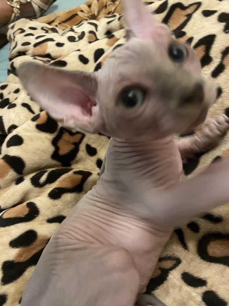 Sphynix super top olhos azuis macho