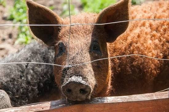 Domy całoroczne nad jeziorem z jacuzzi , sauna , wędkarstwo, mini zoo