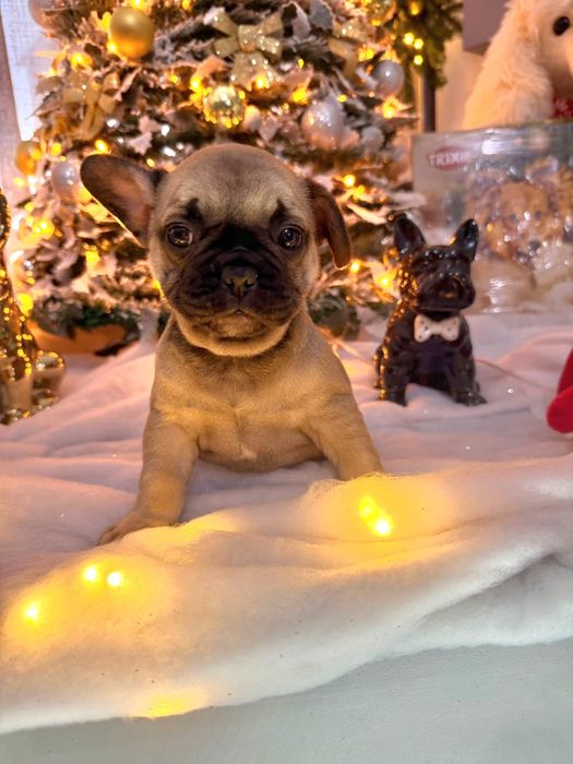 Bulldog Frances menina