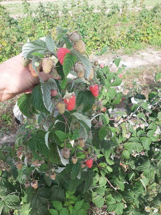 malina jesienna sadzonki