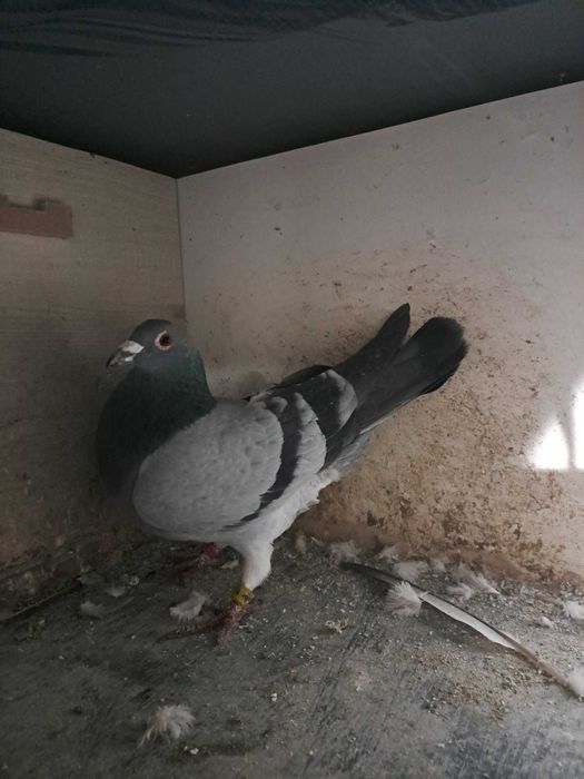 Sprzedam golebie pocztowe SAMCE